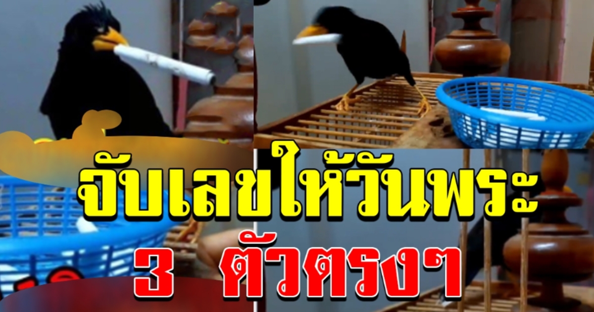 เลขนกจับให้