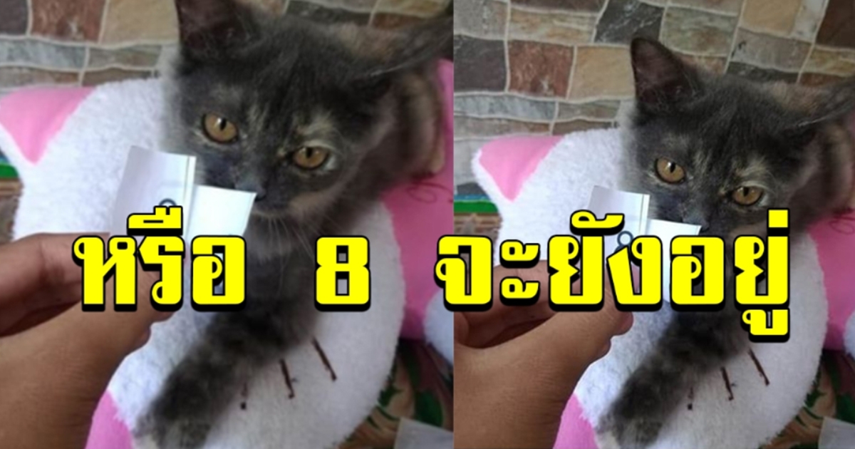 แมวจับเลขให้เจ้าของ