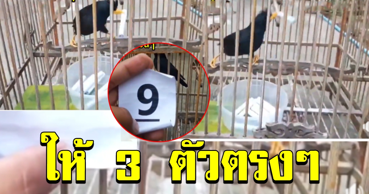 นกเอี้ยงคาบเลขให้