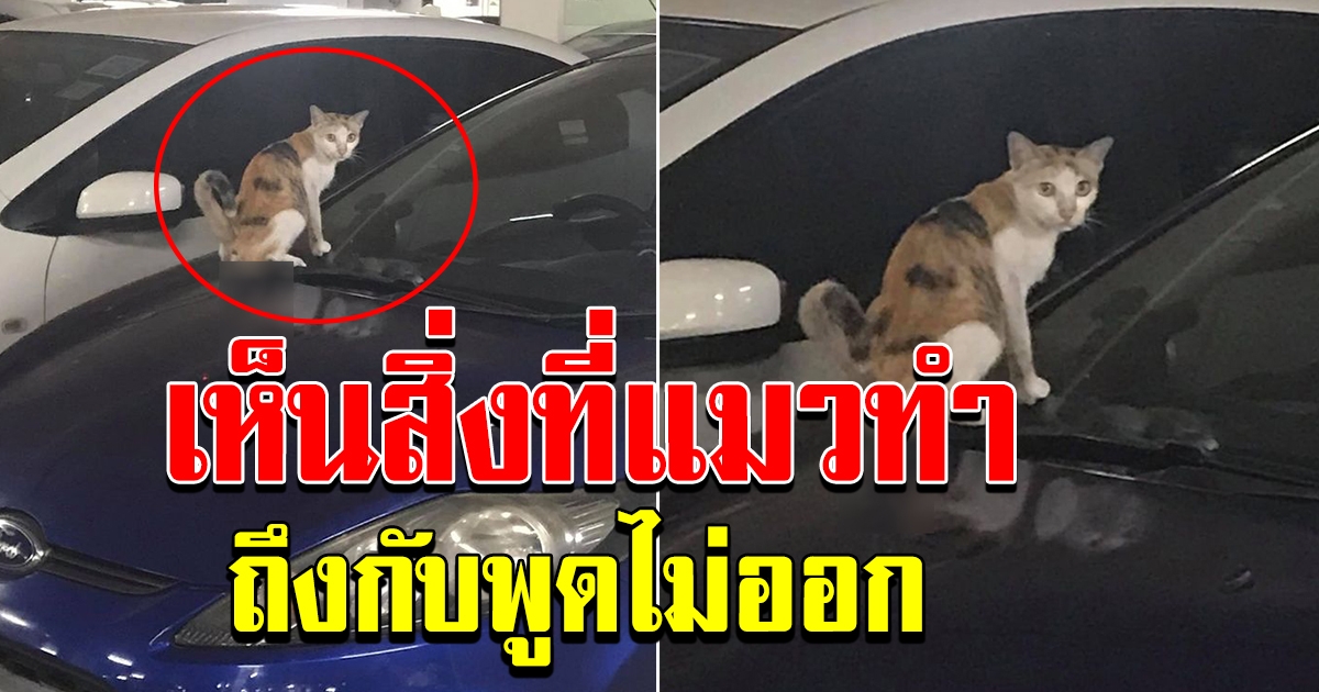 สาวจอดรถไว้ในห้าง ก่อนเห็นแมวนั่งหน้าเก๋งจ้องตาไม่หลบ
