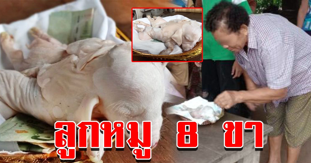 ฮือฮา ลูกหมู 8 ขา ชาวบ้านมุงดูไม่ขาดสาย