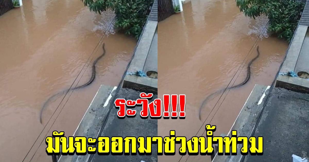 เตือน โปรดระมัดระวัง ช่วงน้ำท่วม