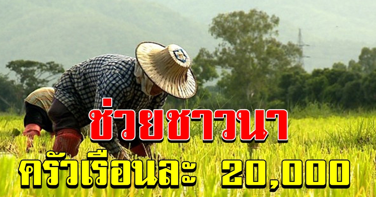 รัฐเตรียม ช่วยชาวนา ครัวเรือนละ 20000