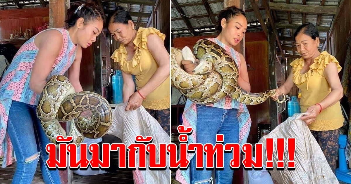 เตือนระวัง มันมากับน้ำท่วม