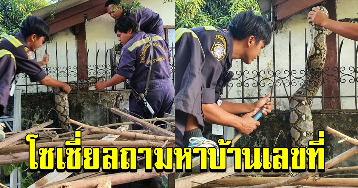 ชาวบ้านผวา งูเหลือมยักษ์ เลื้อยเข้าบ้าน