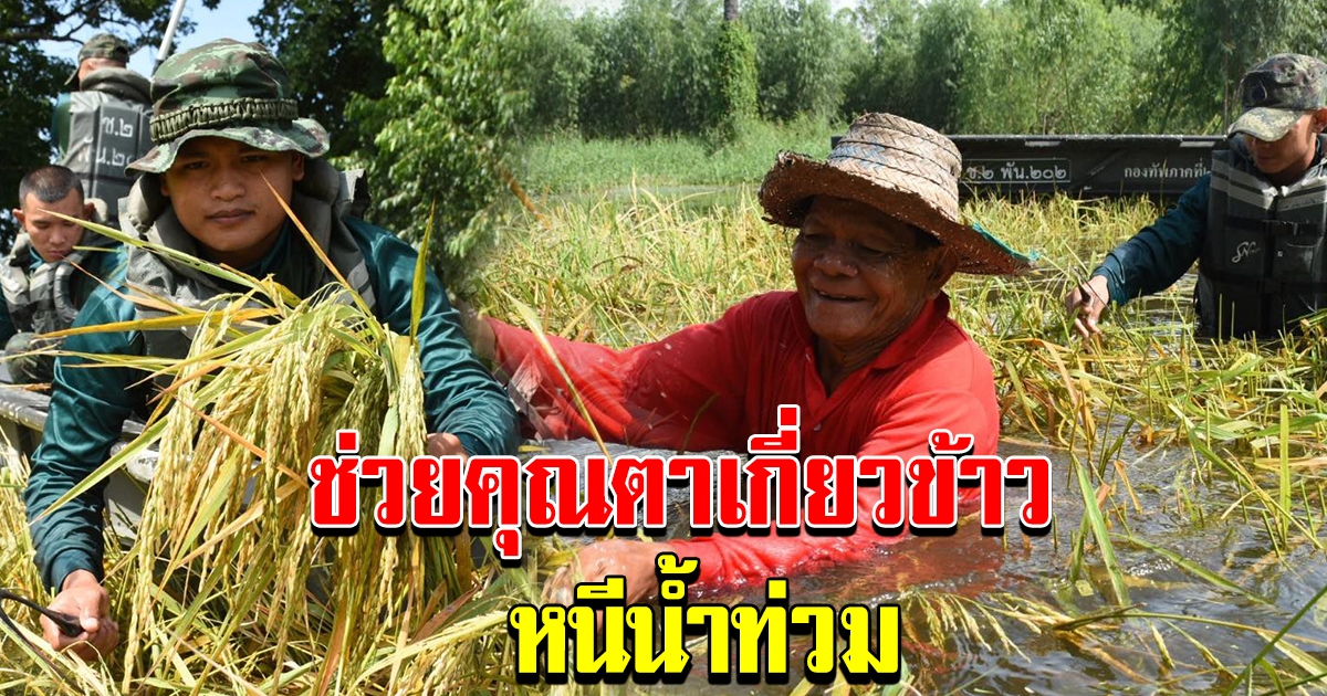 ภาพประทับใจ เหล่าทหาร ช่วยคุณ เกี่ยวข้าวหนีน้ำท่วม ในเวลาวิกฤต