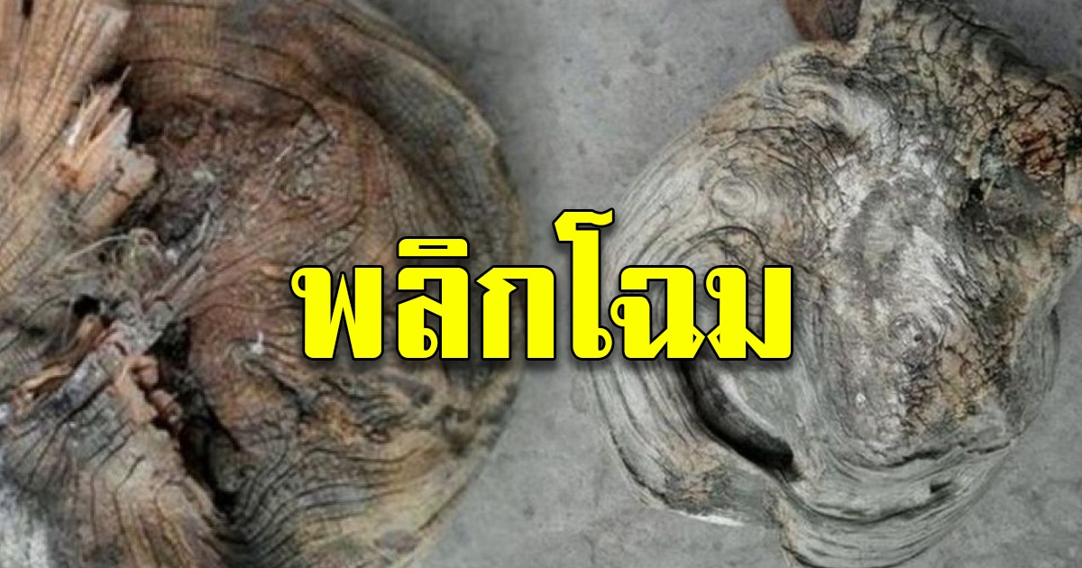 หนุ่มชาวจีนซื้อ ท่อนไม้ประหลาด มูลค่า 500 ทำการพลิกโฉม สุดสร้างสรรค์เพิ่มมูลค่าพุ่งเป็น 50,000