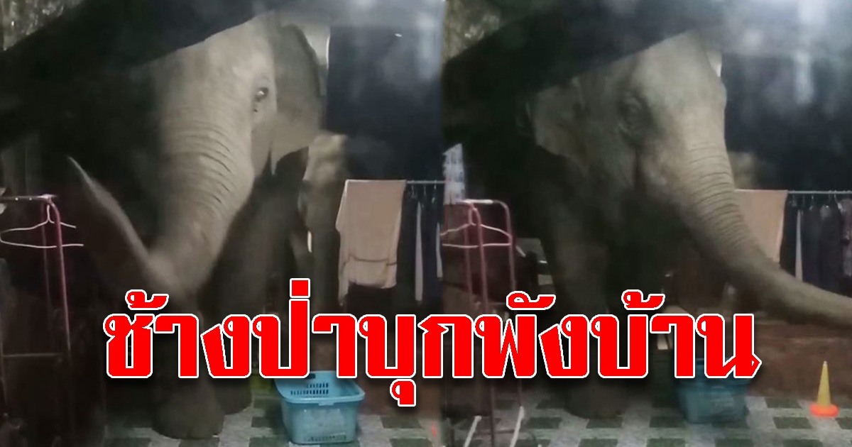 ช้างป่าจำนวน 3 ตัวบุกพังเข้าบ้านที่ชลบุรีได้รับความเสียหาย
