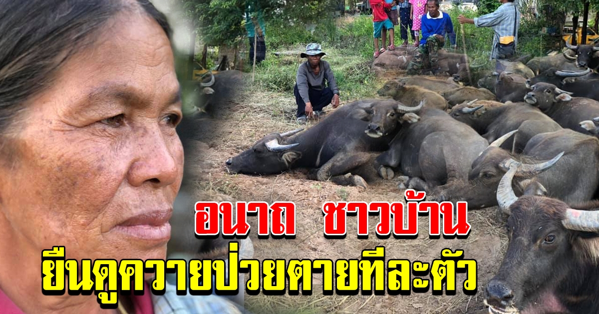 อนาถชาวบ้าน ยืนดูควายป่วย ยกคอก