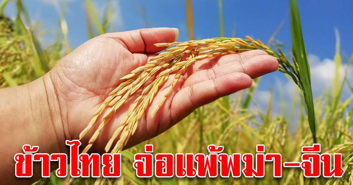 ปัญหาหนักอนาคตข้าวไทย โอกาสสูงแพ้เมียนมา จีน