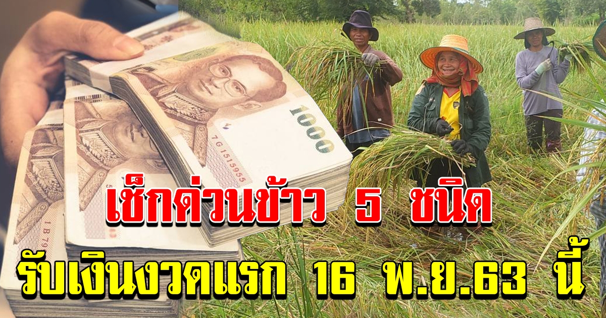 ชาวนาเช็กด่วน ข้าว 5 ชนิดได้ชดเชย ประกันรายได้เกษตรกร