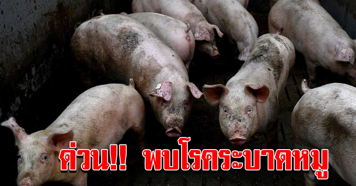 ด่วน ไวรัส PRRS ระบาดฟาร์มหมู เร่งทำลายพ่อพันธุ์ แม่พันธุ์