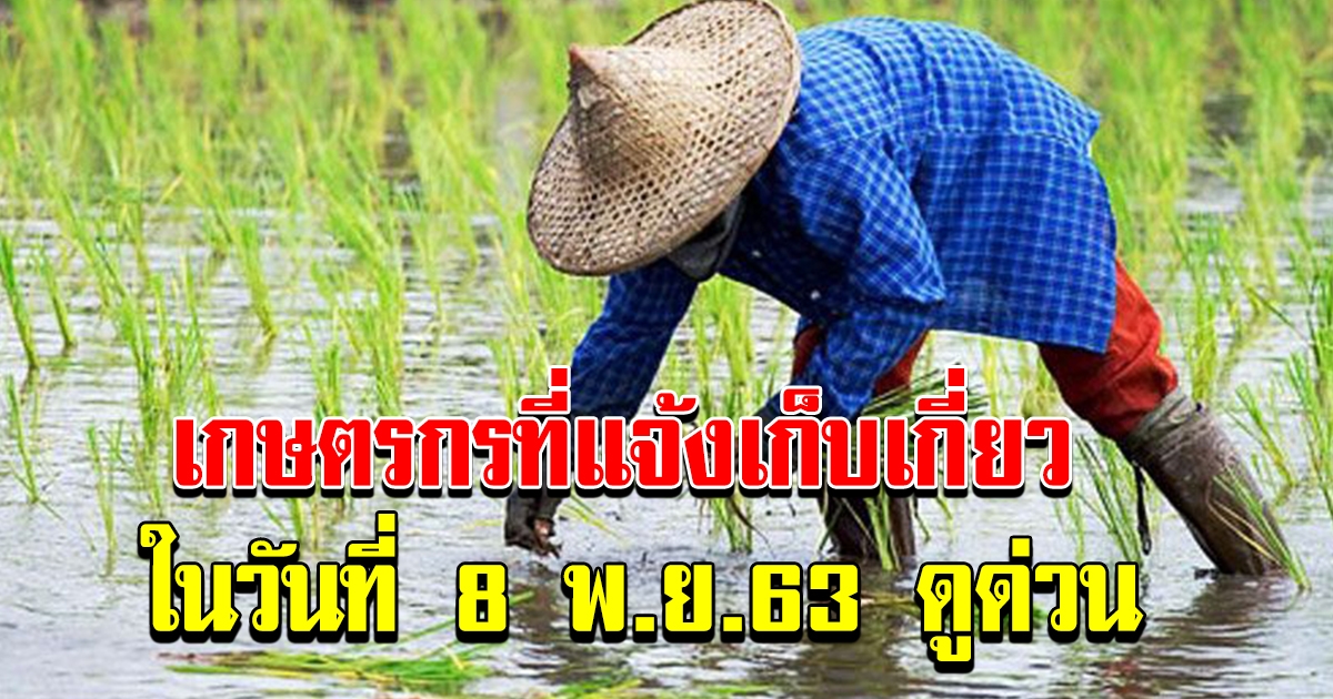 เกษตรกร ที่แจ้งเก็บเกี่ยวผลผลิตใน วันที่ 8 พย 63 ดูด่วน