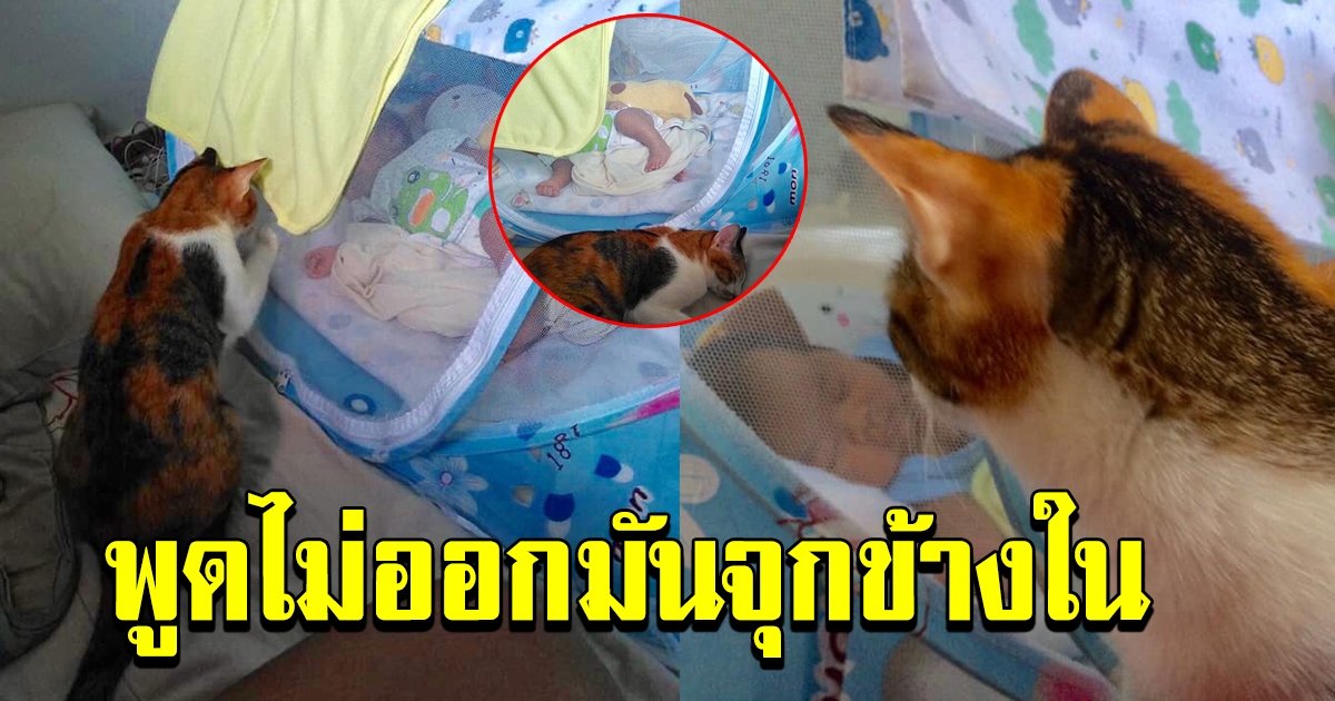 หนุ่มโพสต์ภาพ เจ้าเหมียว