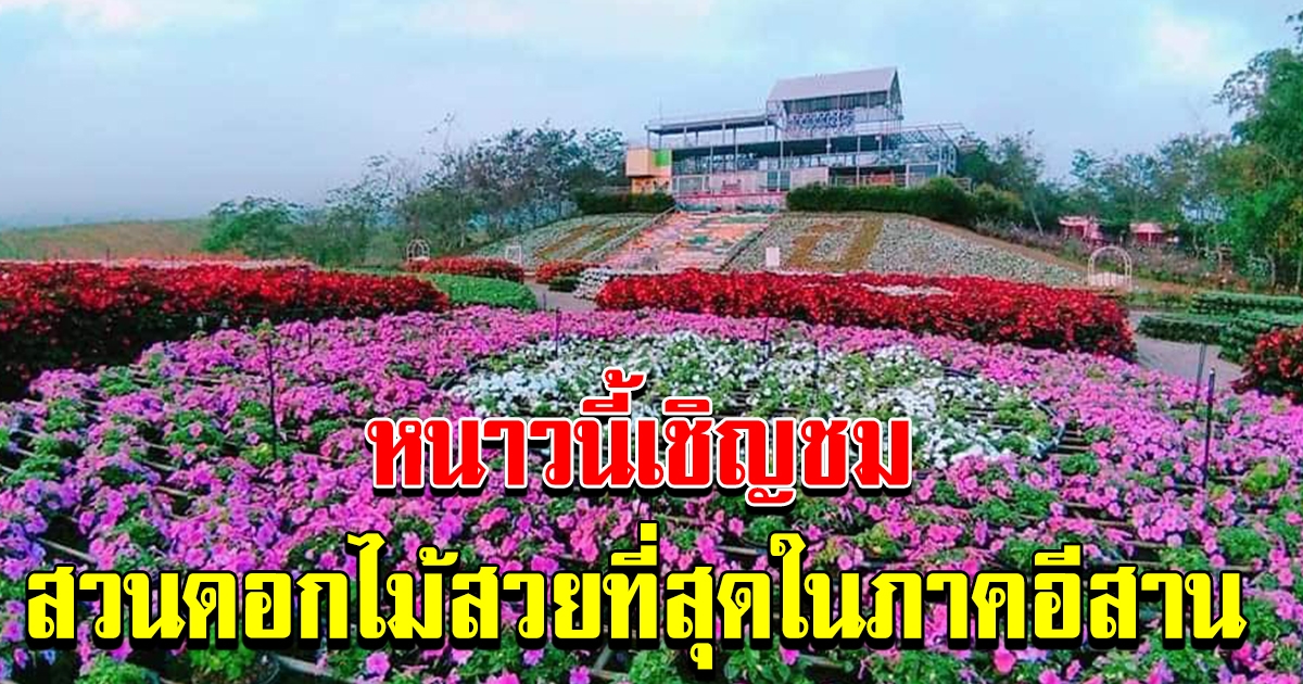โคราชหนาวแล้ว เชิญชมสวนดอกไม้ที่สวยงามที่สุดในภาคอีสาน