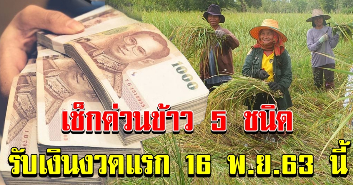 เกษตรกรเช็กด่วน ปลูกข้าว 5 ชนิด เงินเข้า 16 พย 63