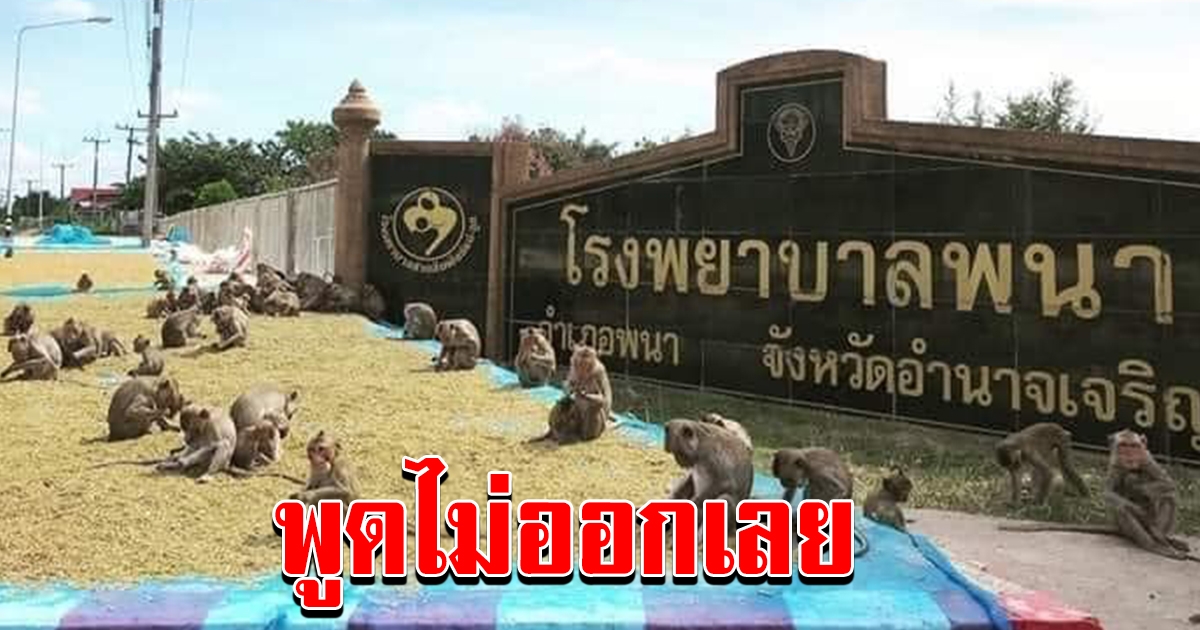 ชาวนาตากข้าว หน้าโรงบาล
