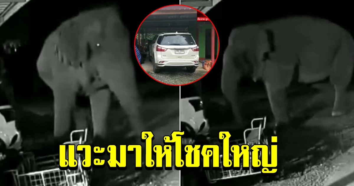 ช้างป่า เข้ามาในบ้าน