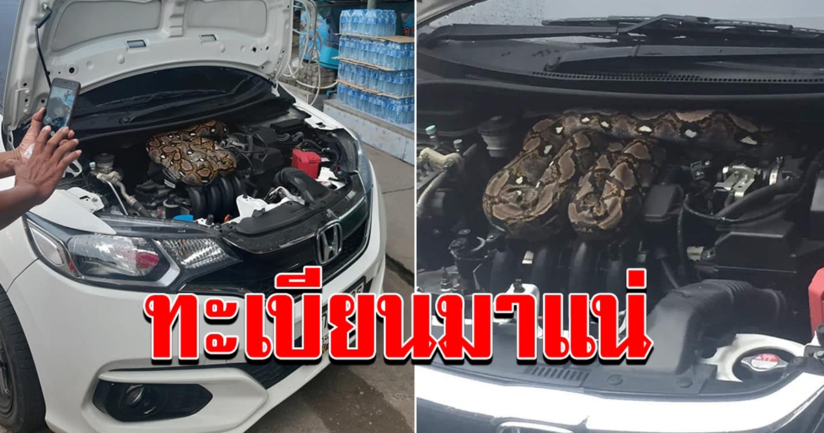 สาวเปิดฝากระโปงรถมาถึงกับผงะ เจองูเหลือมอยู่ในห้องเครื่อง