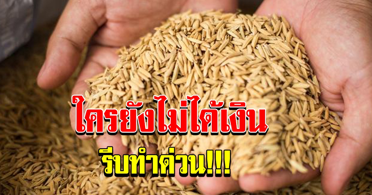 เงินชดเชยประกันรายได้เกษตรกร โอนครบหมดแล้ว