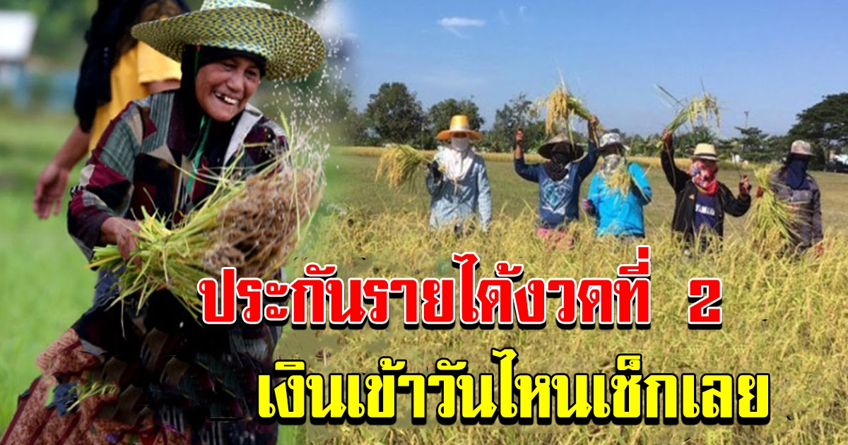 ประกันรายได้ข้าว เริ่มโอนแล้ว