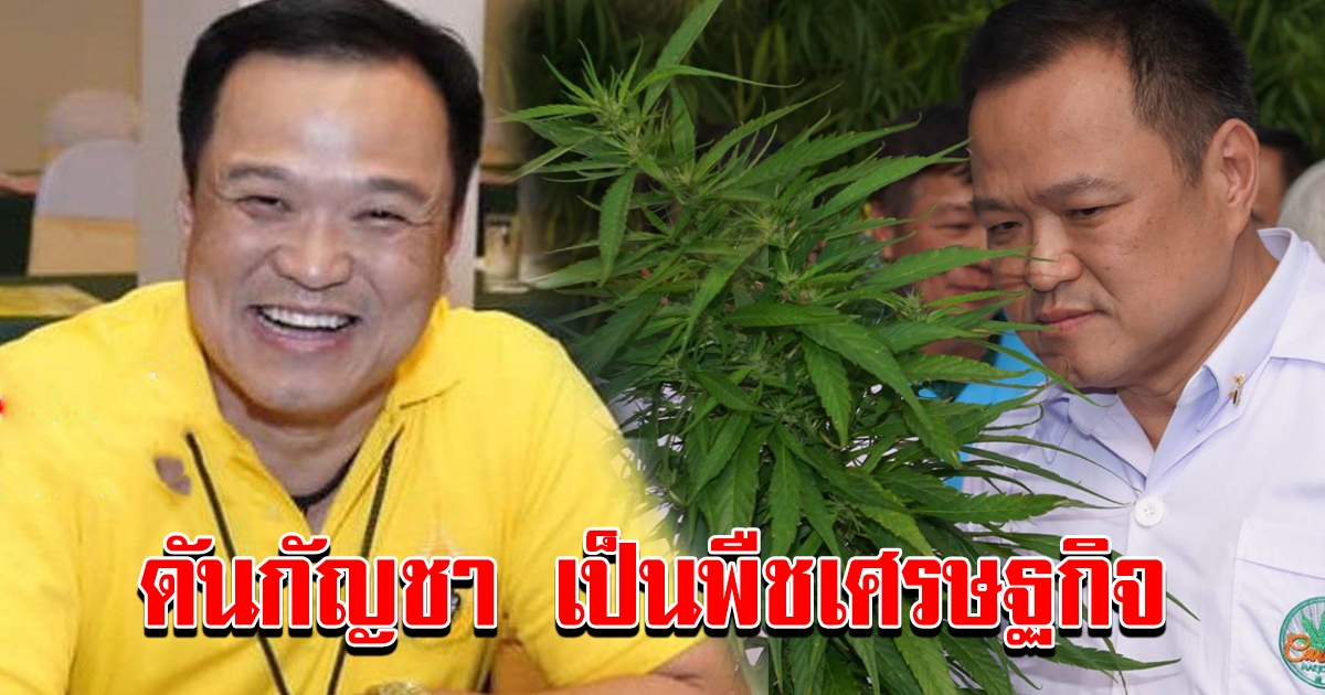 อนุทิน เดินหน้ากัญชาเฟส 2 ดันเป็นพืชกระตุ้นเศรษฐกิจ