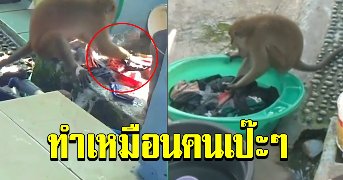 สาวถ่ายคลิปลิงไว้