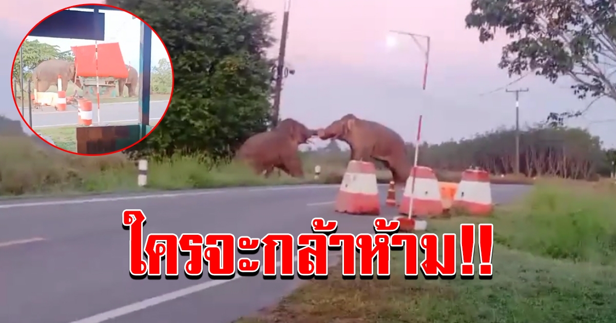 ระทึก ช้างป่าตกมันฟาดงวงกันกลางถนน