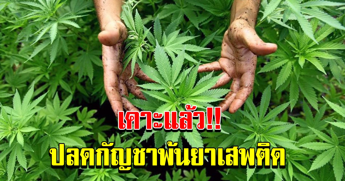 เคาะแล้ว ปลด ใบกัญชา ใบกัญชง พ้นบัญชียาเสพติด