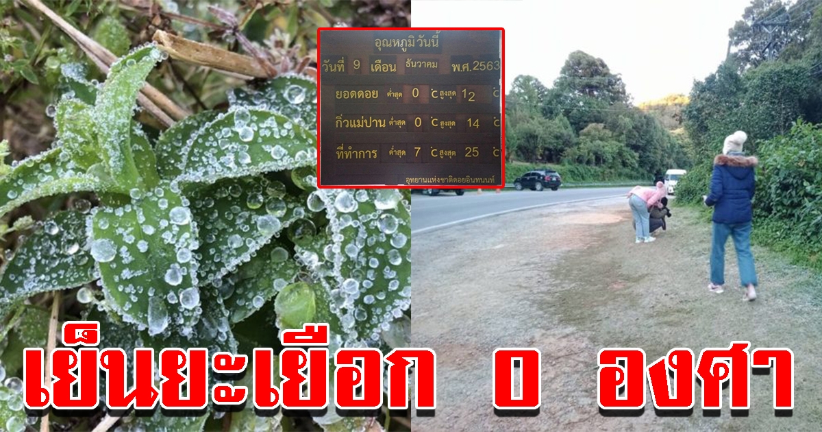 นักท่องเที่ยวคึกคัก ดอยอินทนนท์ยะเยือก 0 องศา น้ำค้างแข็งเต็มยอดหญ้า