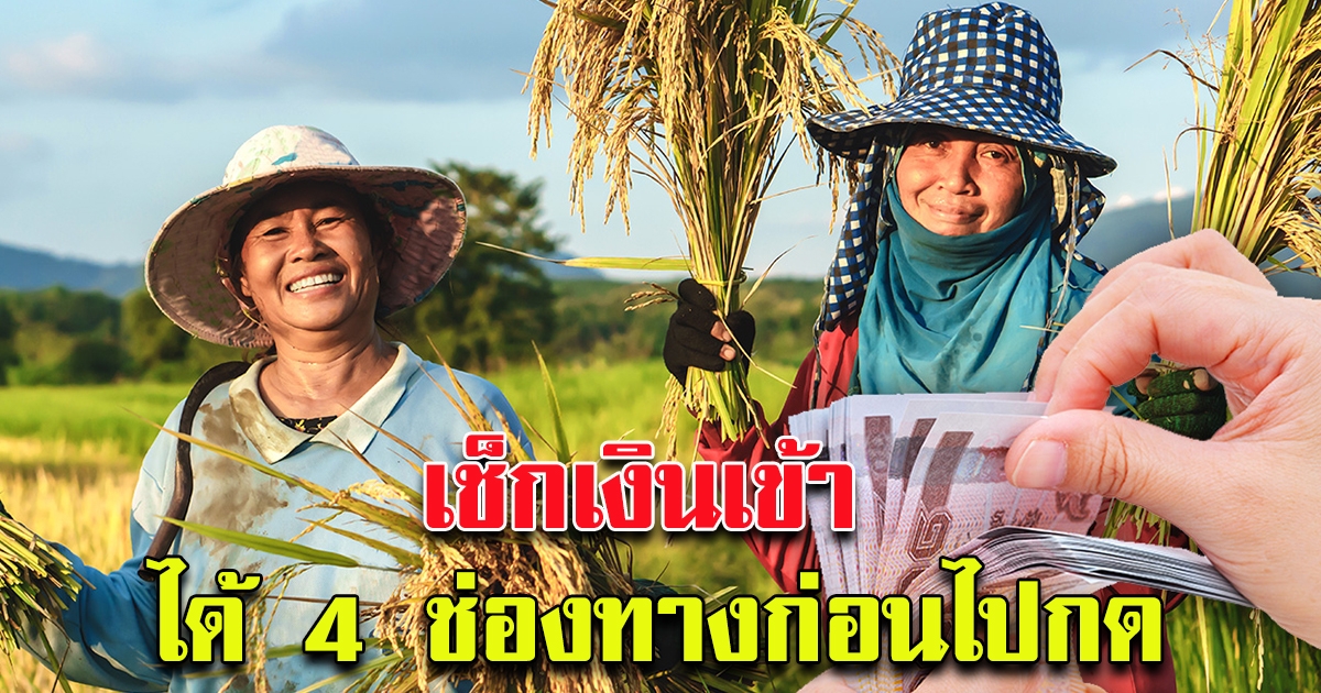 งวด 5 โอนวันนี้ เช็คสถานะการโอนประกันรายได้เกษตรกรผู้ปลูกข้าว