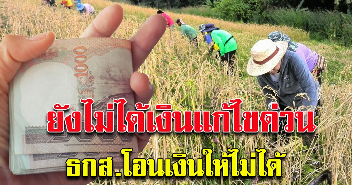 ชาวนา แก้ไขด่วน ธกส.โอนเงินเข้าให้ไม่ได้