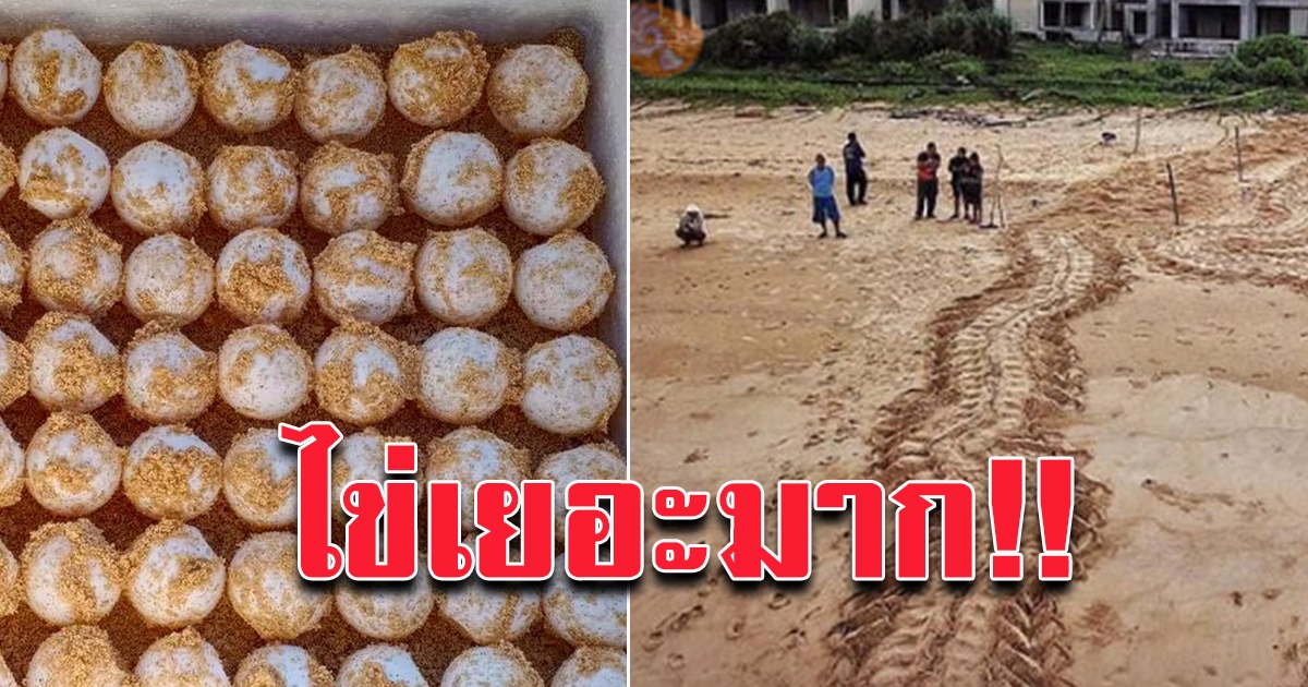 แม่เต่ายักษ์ ขึ้นวางไข่หาดบางขวัญ