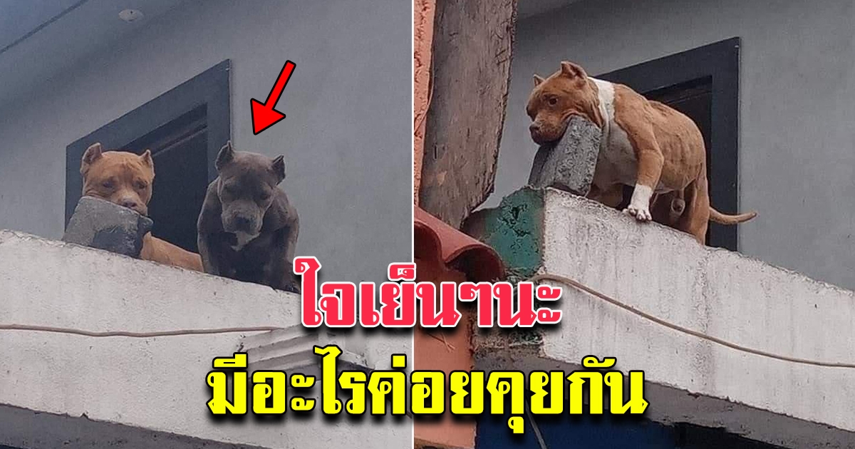 สุนัขสองตัวเล่นกัน อย่างสนุก