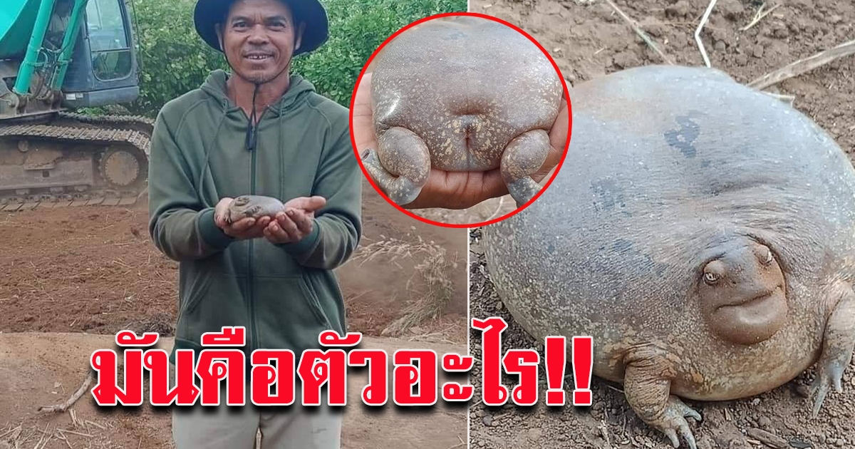 ฮือฮา สัตว์หน้าตาประหลาด