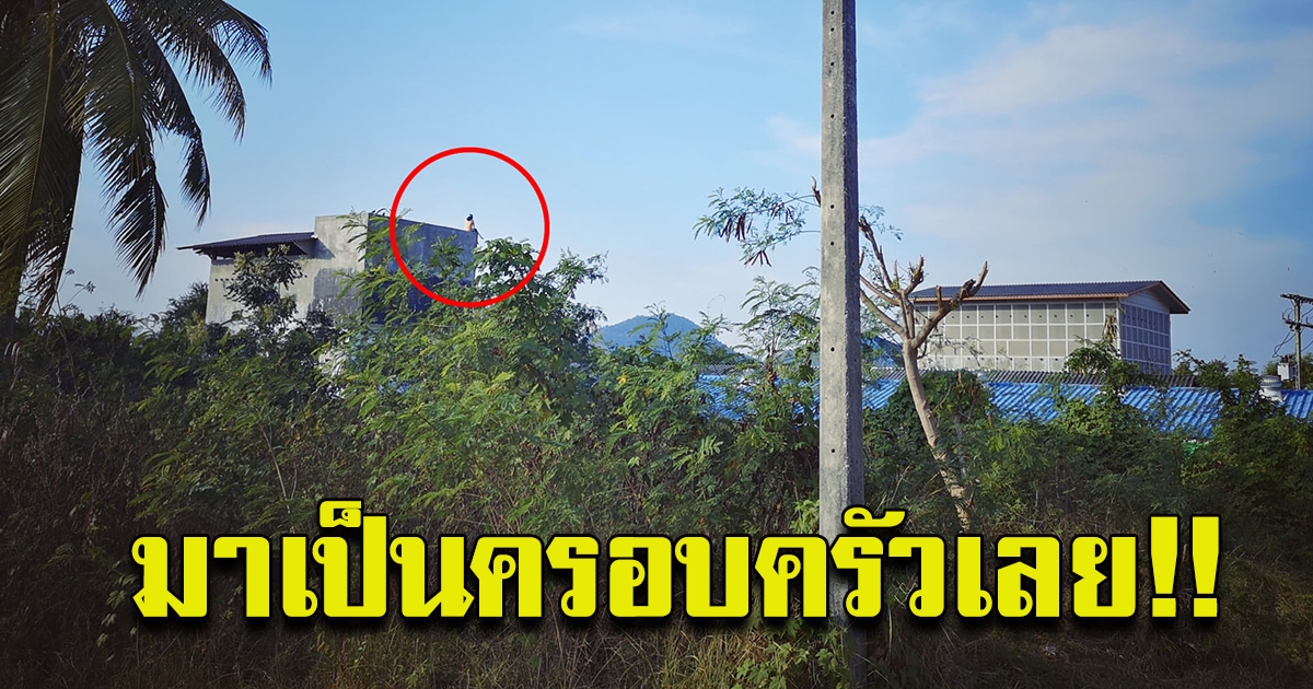 หนุ่มขับรถผ่าน มองไปเห็นสาวอยู่บนตึก