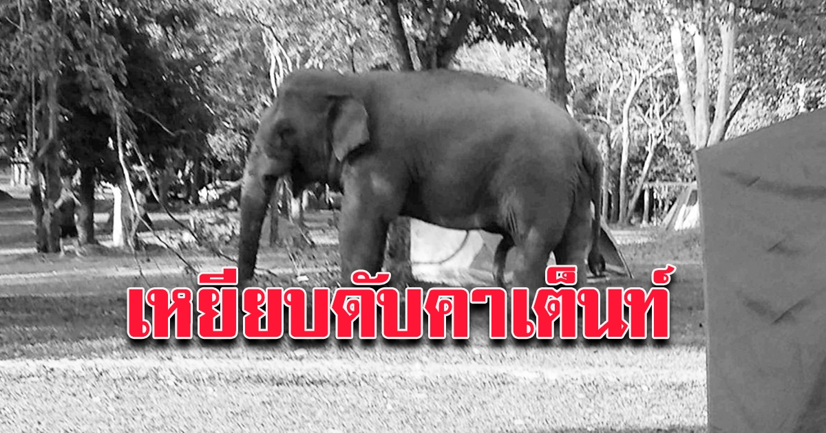 ช้างป่า บุกเต็นท์นักท่องเที่ยว