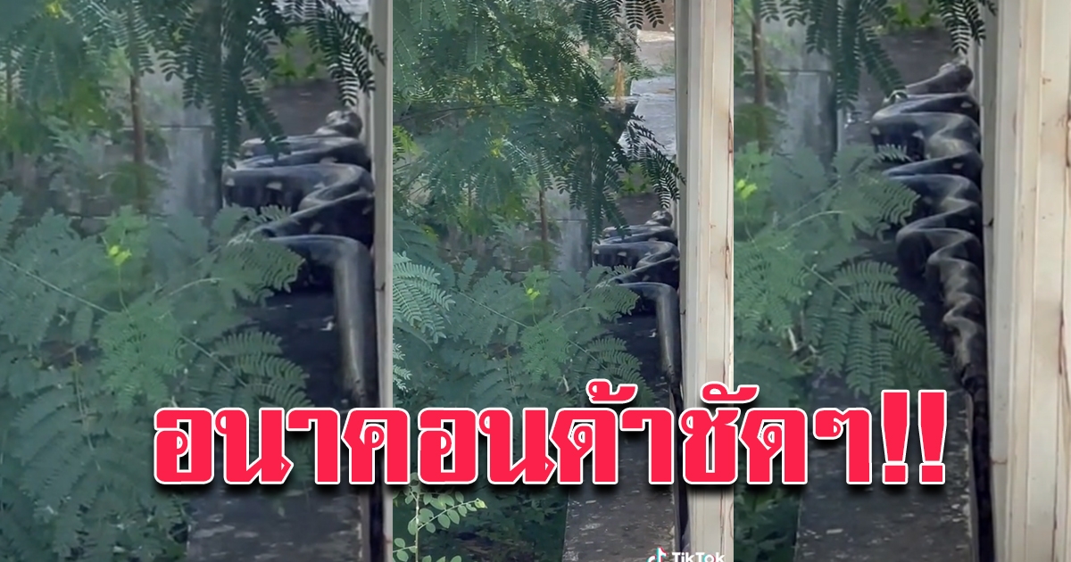 สาวโพสต์ ของจริง งูยักษ์ปริศนาโผล่ข้างบ้าน
