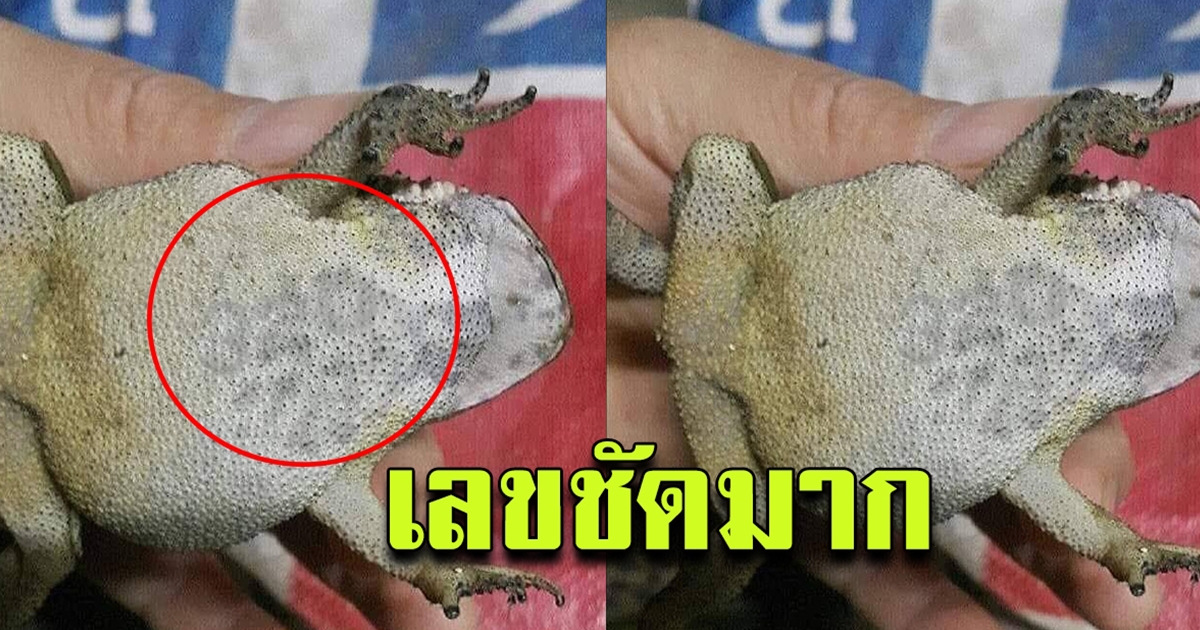 คางคก กระโดดเข้าบ้าน