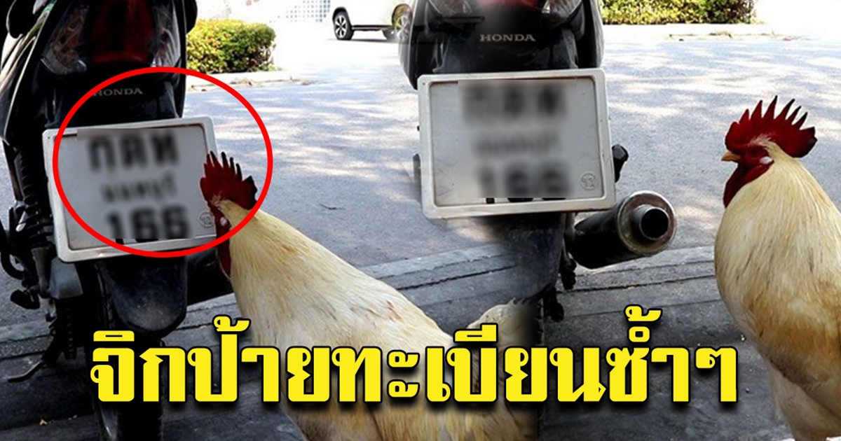 ไก่ เดินไปจิกป้ายทะเบียนซ้ำๆ