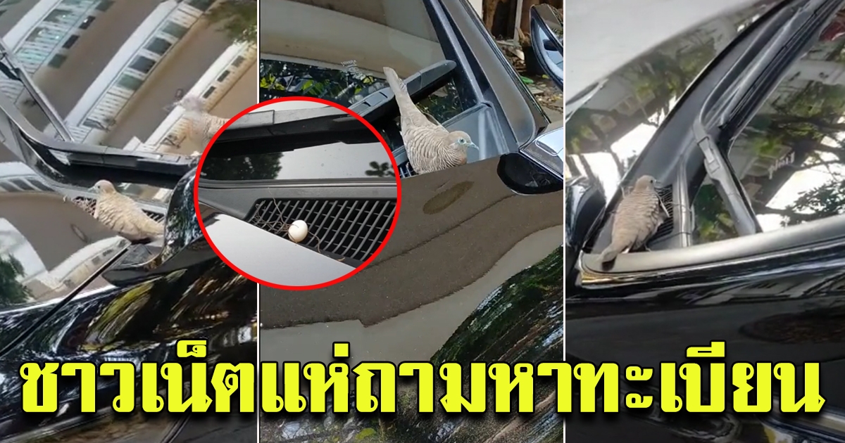 นกมาทำรัง อยู่หน้ารถ