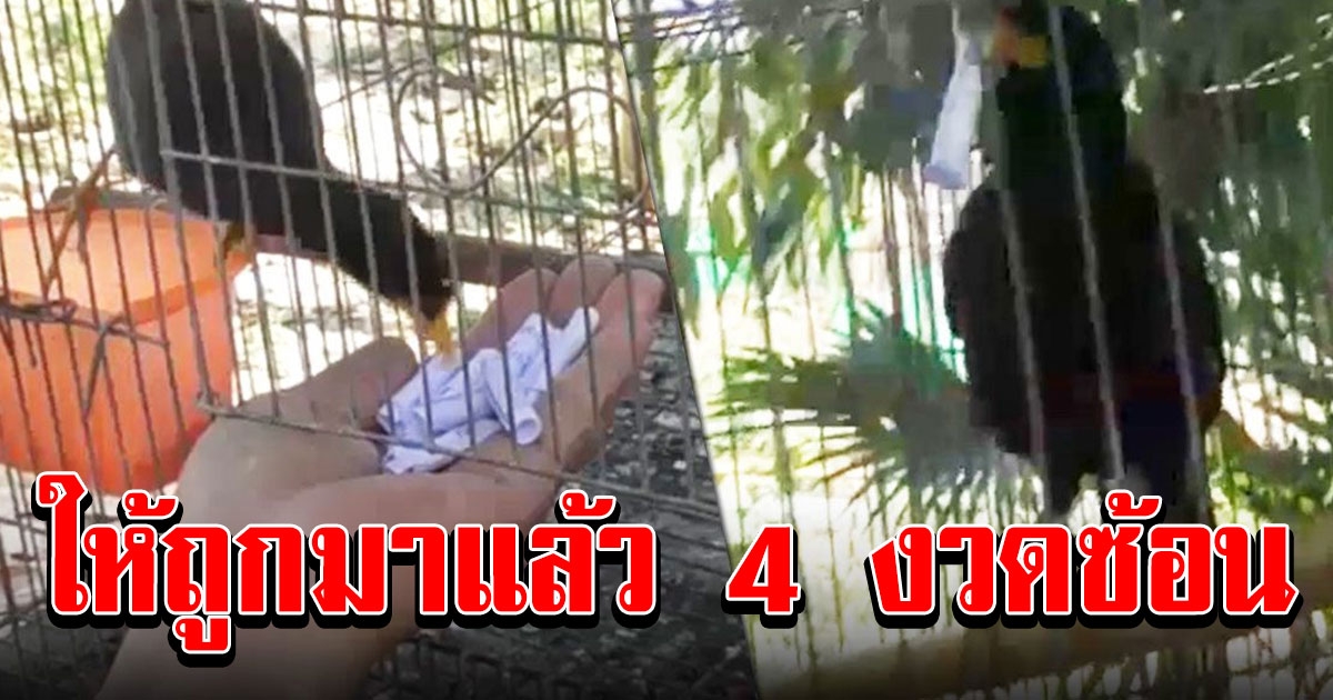 ชาวบ้านรักมาก เจ้าเอี้ยงสีดำ