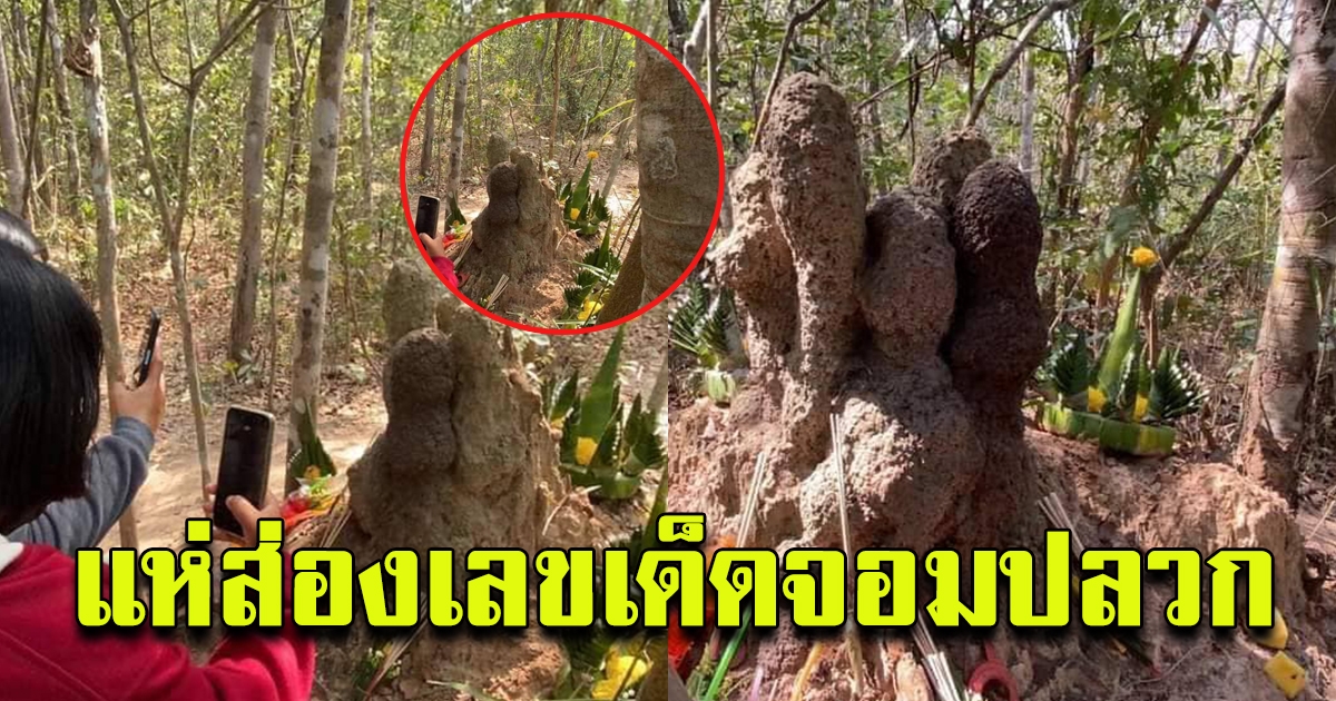โผล่อีกแล้วจอมปลวก ในป่าช้า สุรินทร์