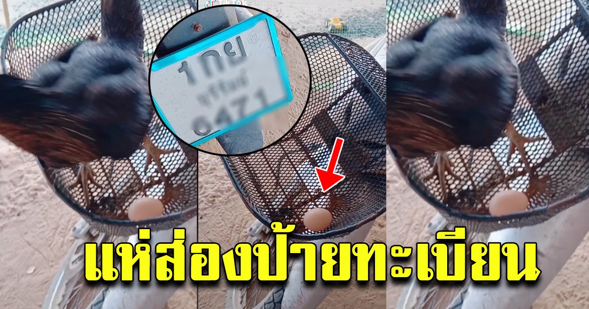 แม่ไก่ วางไข่หน้าตระกร้ารถ จยย