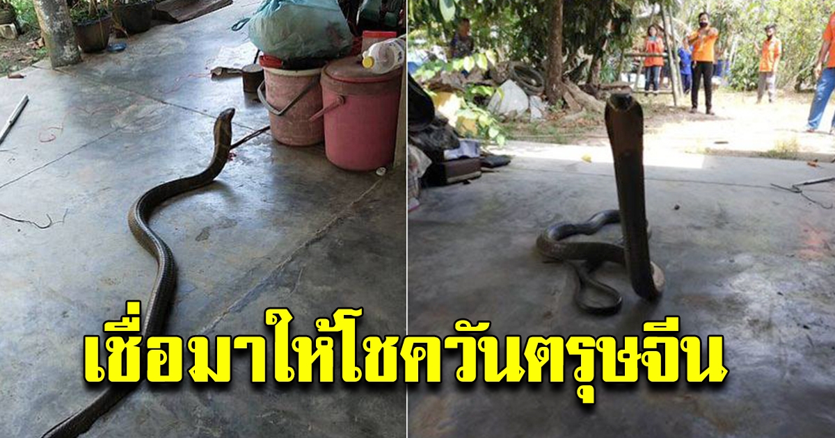 จงอาง 3 เมตรบุกบ้าน วันตรุษจีน