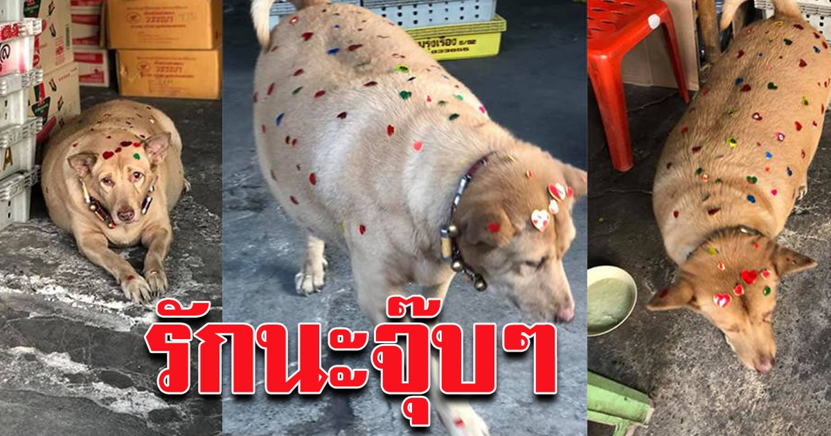 ติดสติ๊กเกอร์ เจ้าตูบ ขวัญใจชาวตลาด