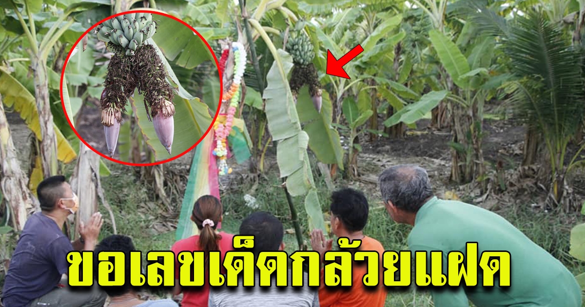 ชาวบ้านฮือฮา กล้วยหิน 1 เครือ มี 2 ปลี หลังงวดที่ผ่านมาถูก 2 ตัวมาแล้วตรงเผง