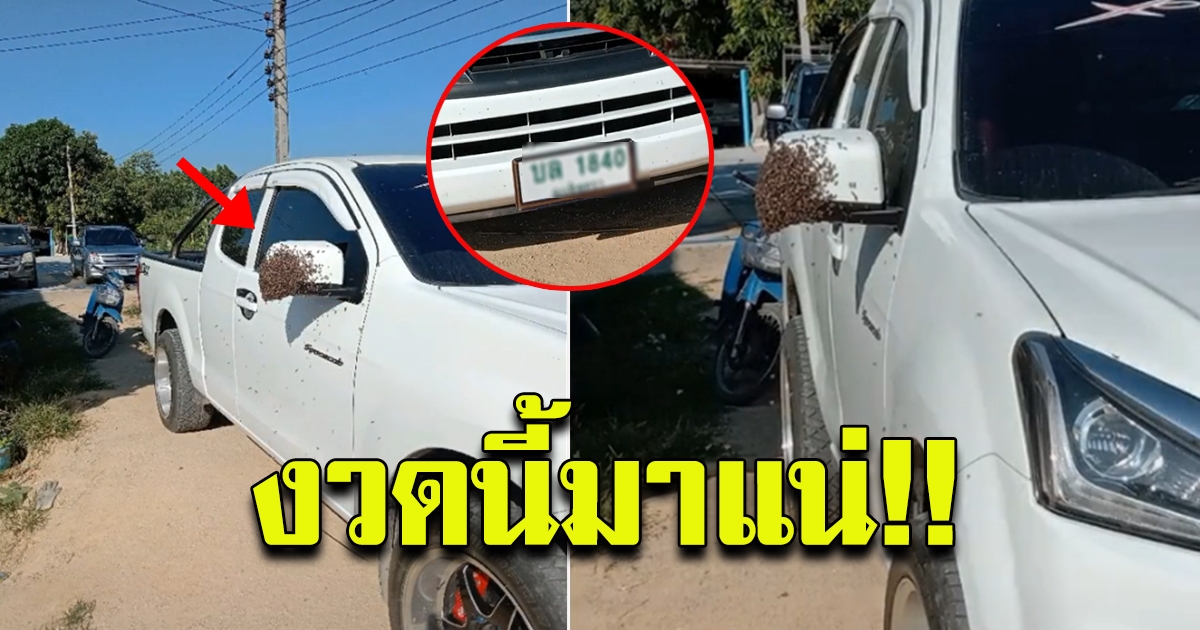 สาวโพสต์ ผึ้งทำรังที่กระจกรถ