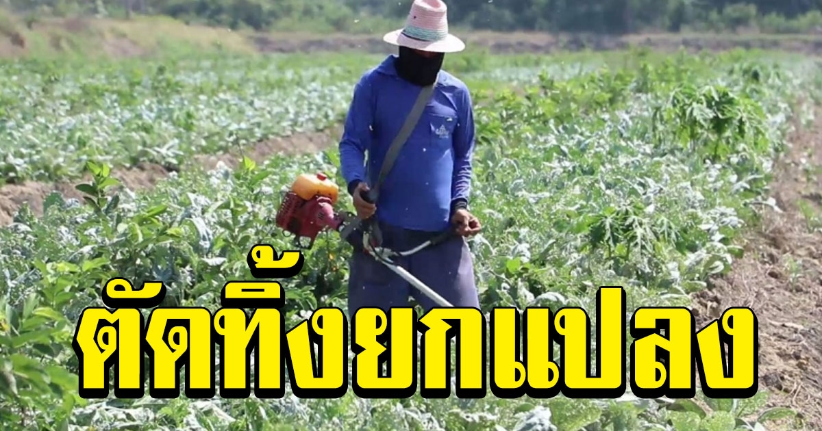 คะน้า ราคาตกต่ำ แถมพ่อค้าไม่รับซื้อ เกษตรกรจำใจตัดทิ้งยกแปลง