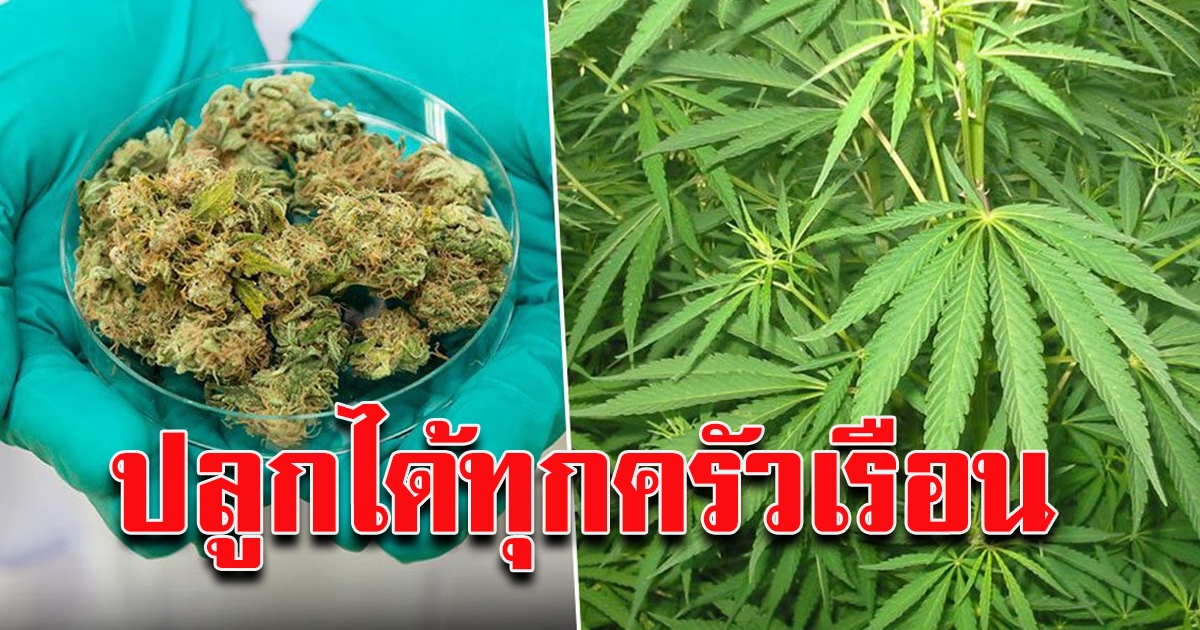 รัฐบาล เดินหน้า ผลักดัน กัญชา เป็นพืชเศรษฐกิจ สร้างรายได้ให้เกษตรกร ย้ำทุกครัวเรือนปลูกได้